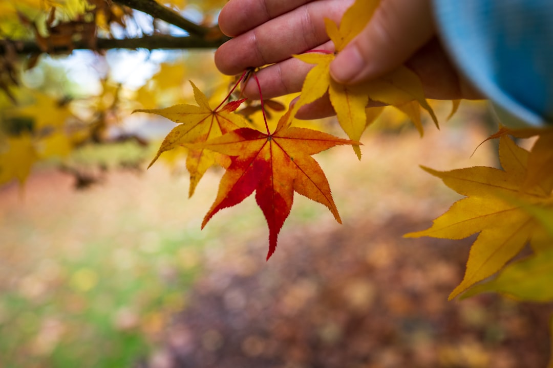 Eye Makeup Techniques